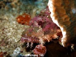 Smilling predator. Shot with G15 at Moalboal dive site. by Kahsing Teh 